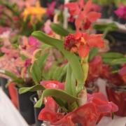 17-exposicao-de-orquideas-acontece-neste-final-de-semana.jpg