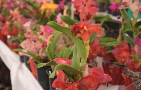 17-exposicao-de-orquideas-acontece-neste-final-de-semana.jpg