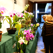 18-exposicao-de-orquideas-reforca-tradicao-e-valorizacao-da-natureza-em-ilhabela-3.png