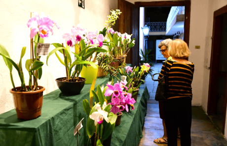 18-exposicao-de-orquideas-reforca-tradicao-e-valorizacao-da-natureza-em-ilhabela-3.png