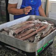 4-edicao-do-festival-da-lula-de-ilhabela-traz-como-novidade-programacao-no-mercado-do-peixe-e-centro-cultural-da-salga.jpeg