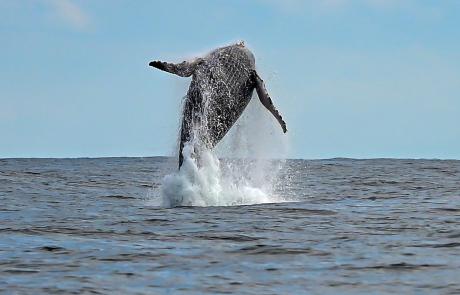 avistamento-de-baleias-em-ilhabela-–-foto-de-paulo-stefani-3.jpg