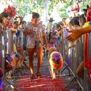 carnapet-promete-muita-diversao-aos-folioes-e-seus-pets-no-sabado-de-carnaval-1.jpg