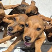 centro-de-controle-de-zoonoses-realiza-atendimento-movel-para-castracao-em-bairros-de-caraguatatuba.jpg