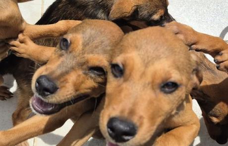 centro-de-controle-de-zoonoses-realiza-atendimento-movel-para-castracao-em-bairros-de-caraguatatuba.jpg