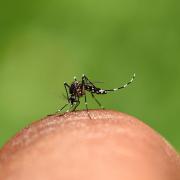 dengue-em-criancas.jpg