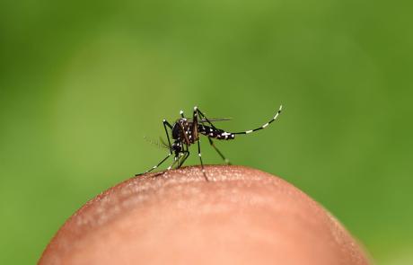 dengue-em-criancas.jpg