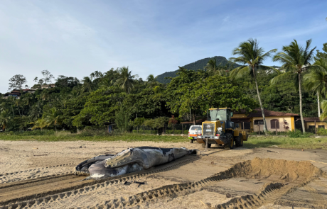 ilhabela-registra-encalhe-de-baleia-jubarte-e-manejo-da-carcaca-segue-protocolo-ambiental-com-apoio-da-prefeitura.png