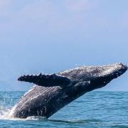 ilhabela-se-prepara-para-temporada-de-baleias-2026-apos-ano-recorde.jpg