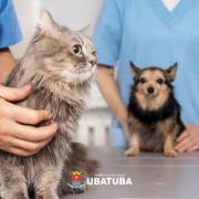 maranduba-tera-mutirao-de-castracao-de-caes-e-gatos-neste-domingo.jpg