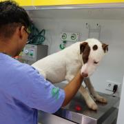 pata-movel-termina-setembro-com-16-mutirao-para-castracao-de-caes-e-gatos-no-jaragua.jpeg