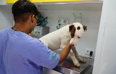 pata-movel-termina-setembro-com-16-mutirao-para-castracao-de-caes-e-gatos-no-jaragua.jpeg