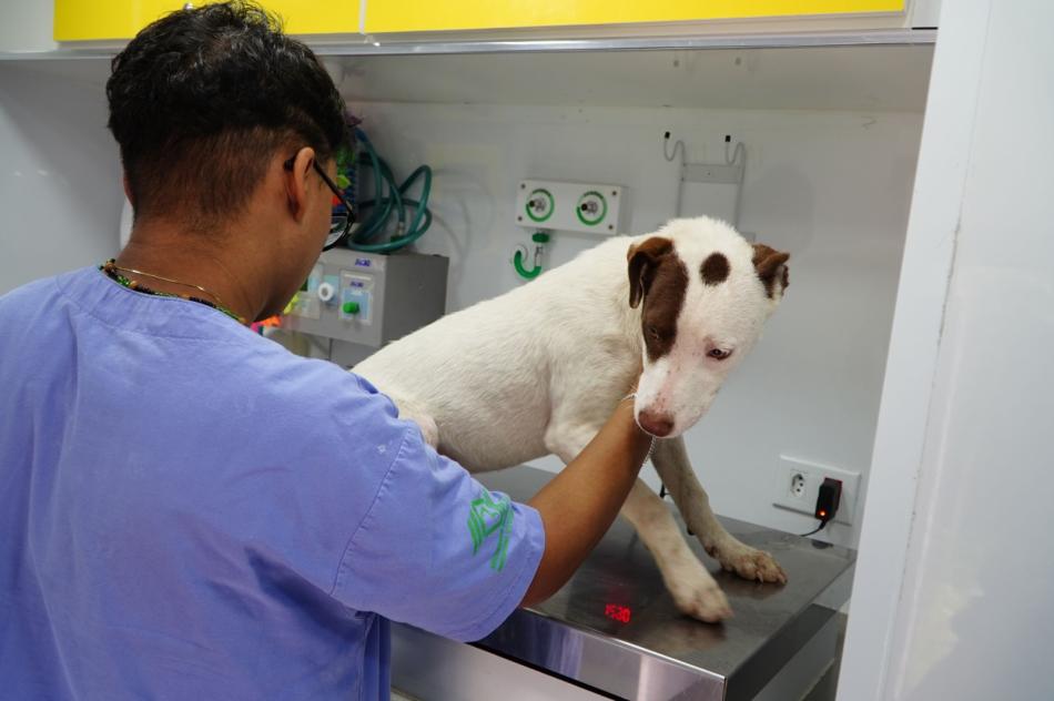 pata-movel-termina-setembro-com-16-mutirao-para-castracao-de-caes-e-gatos-no-jaragua.jpeg