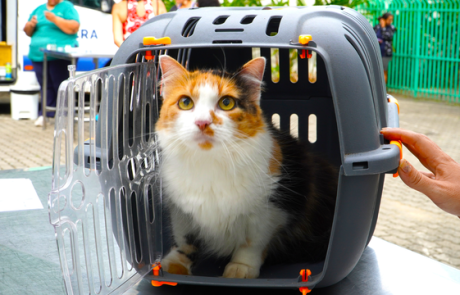 programa-bem-estar-animal-volta-ao-bairro-da-barra-velha.png