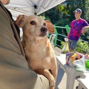 programa-“bem-estar-animal”-vacina-57-pets-no-morro-do-cantagalo-1.jpeg